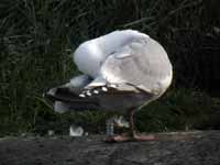 Goéland argenté Larus argentatus R:E5H