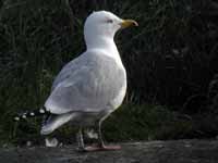 Goéland argenté Larus argentatus R:E5H