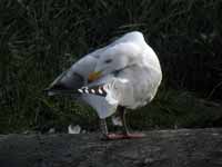 Goéland argenté Larus argentatus R:E5H