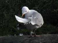 Goéland argenté Larus argentatus R:E5H