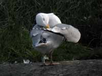 Goéland argenté Larus argentatus R:E5H