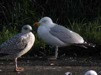 Goéland argenté Larus argentatus R:K2S