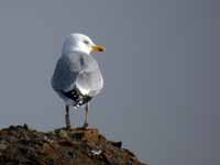 Goéland argenté Larus argentatus R:L2S