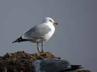 Goéland argenté Larus argentatus R:L2S