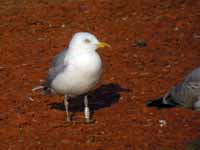 Goéland argenté Larus argentatus R:L2S