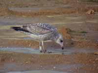 Goéland argenté Larus argentatus R:L4N