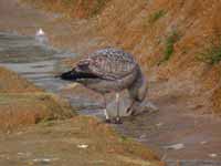 Goéland argenté Larus argentatus R:L4N