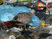 Goéland argenté Larus argentatus R:L8S