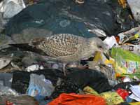 Goéland argenté Larus argentatus R:L8S