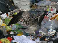 Goéland argenté Larus argentatus R:L8S