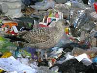 Goéland argenté Larus argentatus R:L8S