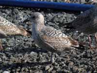 Goéland argenté Larus argentatus R:L8S