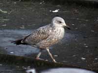 Goéland argenté Larus argentatus R:N2K