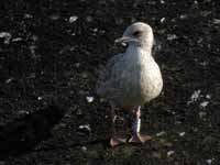 Goéland argenté Larus argentatus R:P7N