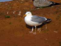 Goéland argenté Larus argentatus 1'JJ4