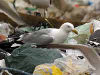 Goéland argenté Larus argentatus HS