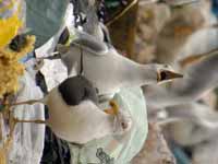 Goéland argenté Larus argentatus HS