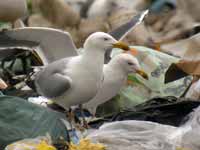 Goéland argenté Larus argentatus HS