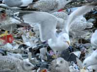 Goéland argenté Larus argentatus R:C3V