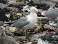 Goéland argenté Larus argentatus R:C3V