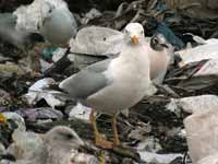 Goéland argenté Larus argentatus R:C3V