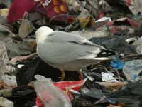 Goéland argenté Larus argentatus R:C3V