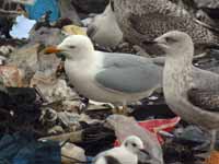 Goéland argenté Larus argentatus R:C3V