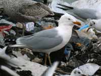 Goéland argenté Larus argentatus R:C3V