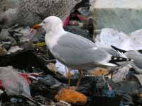 Goéland argenté Larus argentatus R:C3V