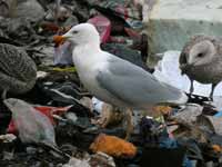 Goéland argenté Larus argentatus R:C3V