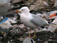 Goéland argenté Larus argentatus R:C3V