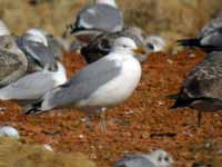 Goéland argenté Larus argentatus R:C3V