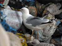 Goéland argenté Larus argentatus R:C3V