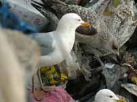 Goéland argenté Larus argentatus R:C3V