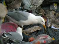 Goéland argenté Larus argentatus R:C3V