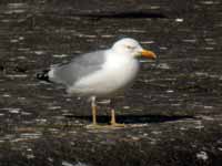 Goéland argenté Larus argentatus R:C3V