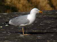 Goéland argenté Larus argentatus R:C3V