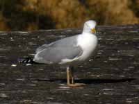 Goéland argenté Larus argentatus R:C3V