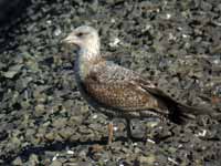 Goéland argenté Larus argentatus B26H