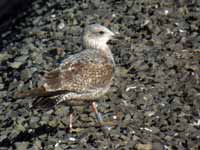 Goéland argenté Larus argentatus B26H