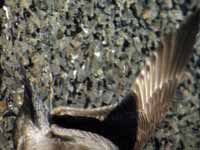 Goéland argenté Larus argentatus B26H