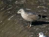 Goéland argenté Larus argentatus R:H5U