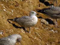 Goéland argenté Larus argentatus R:H5U