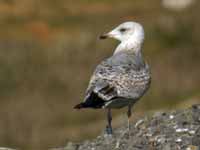 Goéland argenté Larus argentatus R:H5U