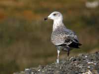 Goéland argenté Larus argentatus R:H5U