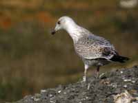 Goéland argenté Larus argentatus R:H5U