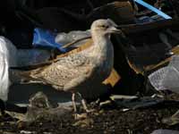 Goéland argenté Larus argentatus R:N2C