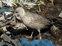 Goéland argenté Larus argentatus R:N2K