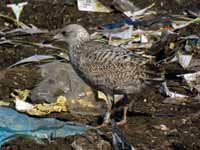 Goéland argenté Larus argentatus R:N2K