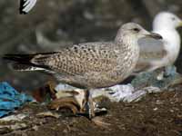 Goéland argenté Larus argentatus R:N2K